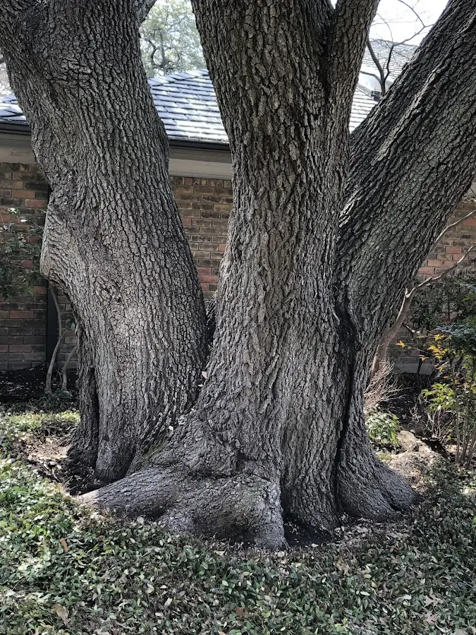 Mature heritage tree close to a Rock Falls property cared for by certified arborists
